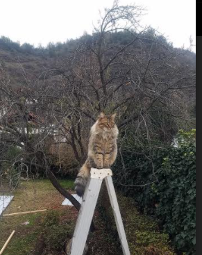 英格拉姆抢七战上帝登台,雷霆击溃独行侠背后的唯一性密码