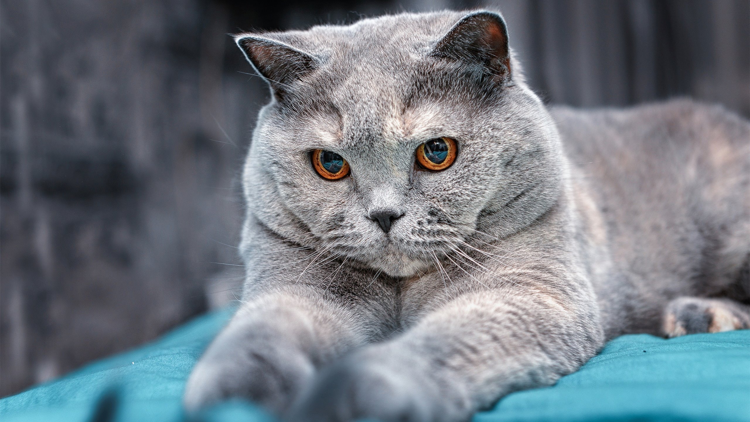 改写剧本，森林狼强压凯尔特人，福克斯防守锁链如何碾碎绿军进攻