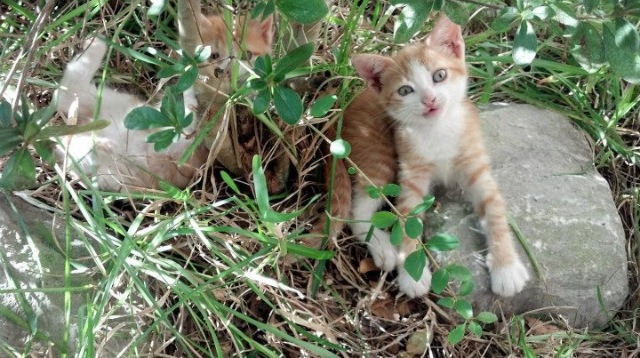 范弗利特，凡尘莫及，当街道之夜沦为个人巡游