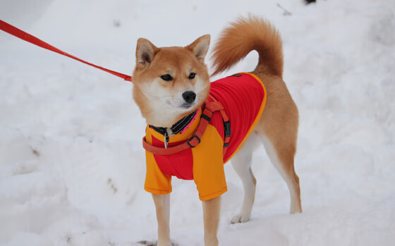 极限掌控，从格拉斯哥雨夜到霓虹赛道