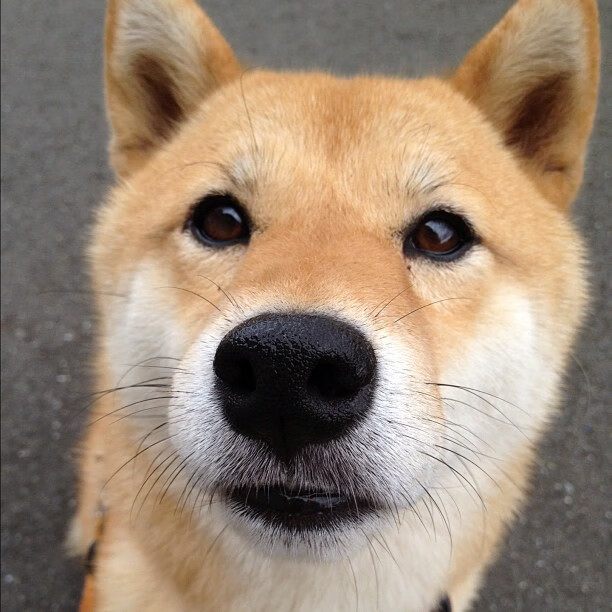 猛龙与深圳的巅峰之战,马克西一锤定音