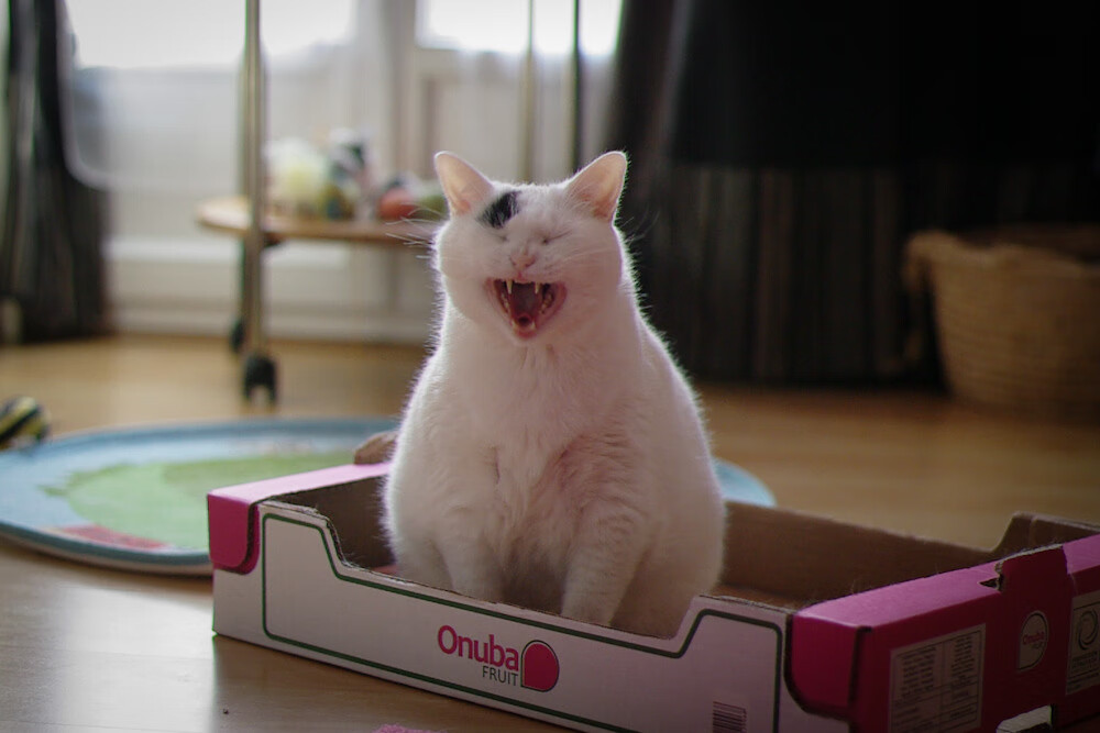 绝境中的冷静,恩佐如何化身瑞典的北极星指引胜利