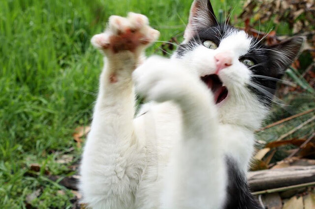 舞台的召唤,金玟哉在大赛聚光灯下的崛起