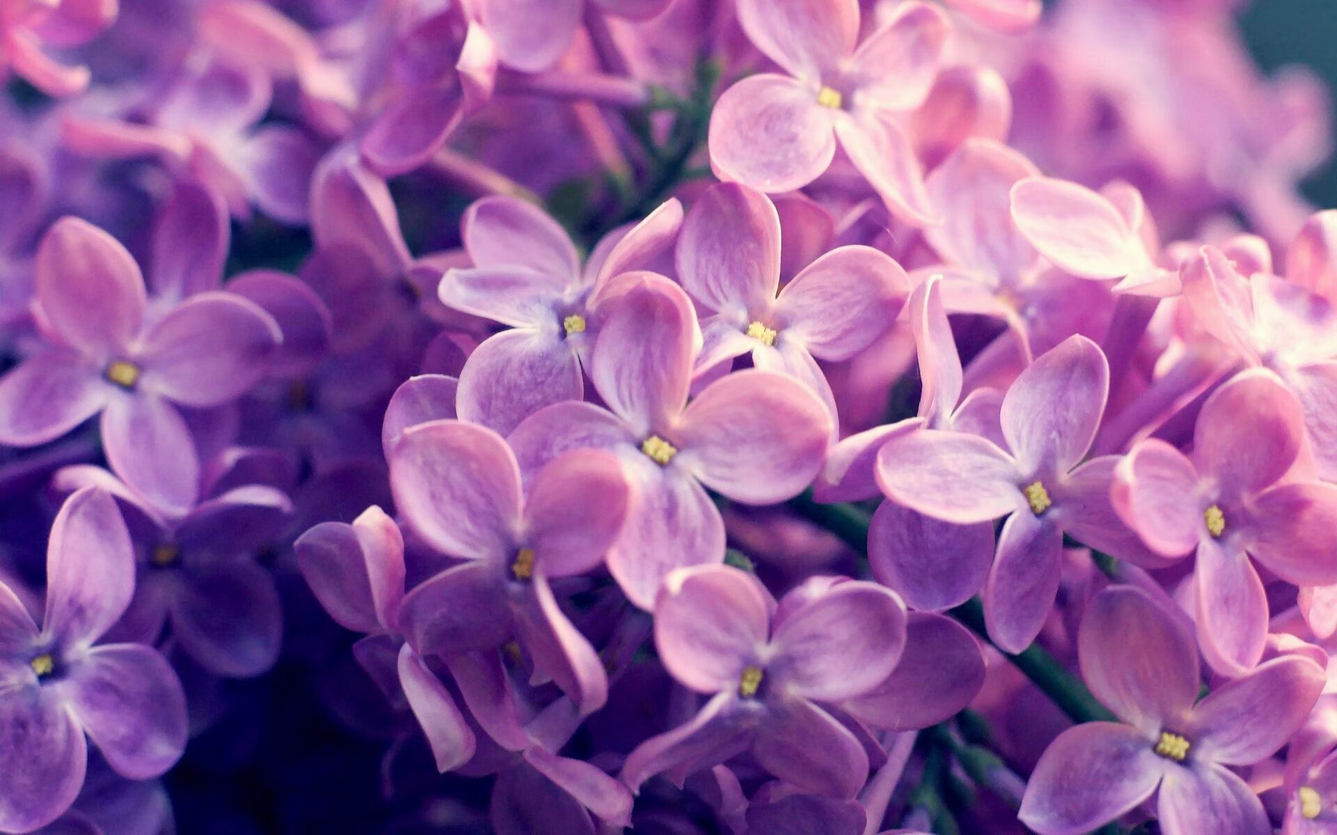 平行时空的绿茵场,当突尼斯压哨击碎红魔欧冠梦