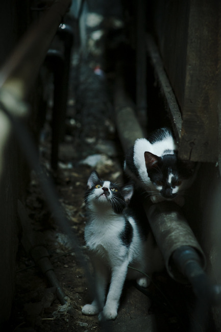 战袍之下,皆为斗士,F1新赛季揭幕战之夜与拉文的大场面哲学