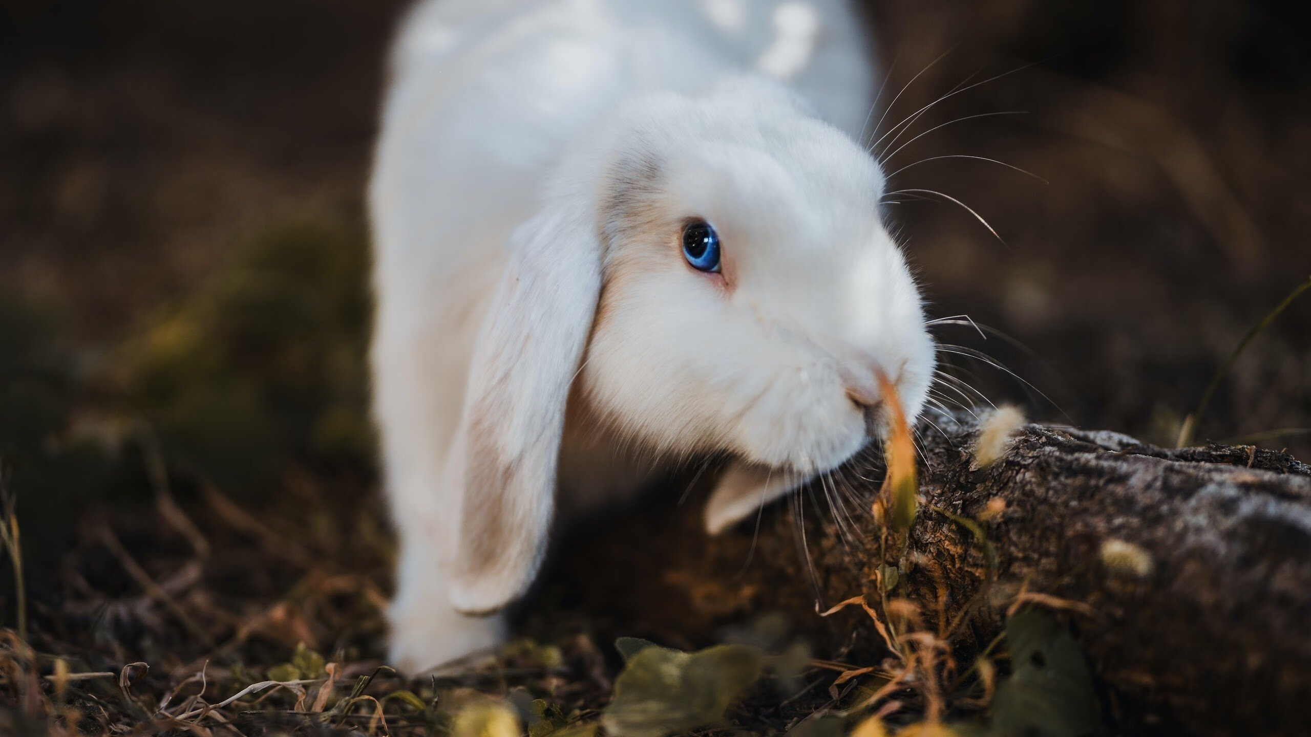 快船淘汰灰熊，一场被提前冠以东决级的西部焦点战