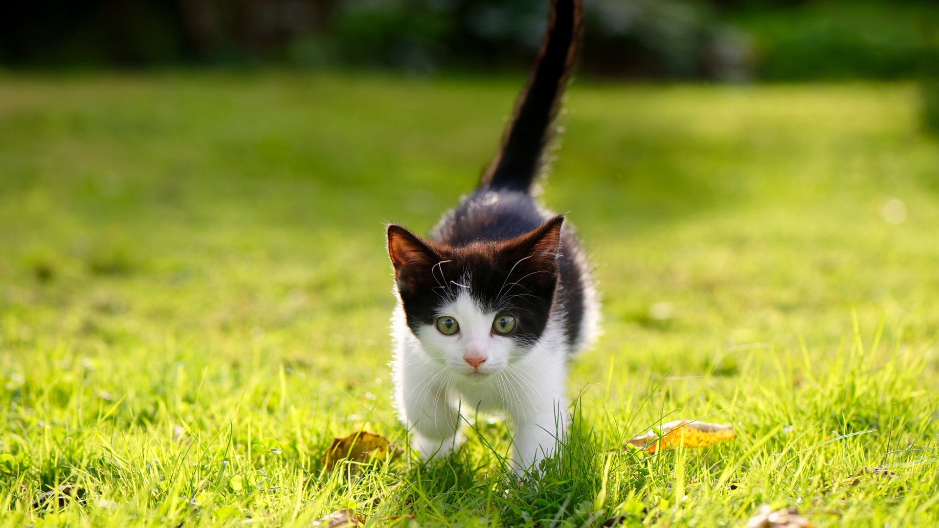 沙海与齿轮的转角,当奥利维耶在终场哨前改写剧本