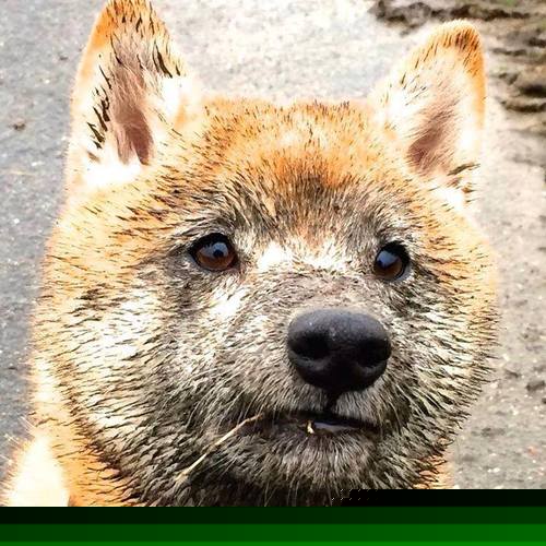 中场之神不死，从加维的稳定输出到罗马的绝杀启示录